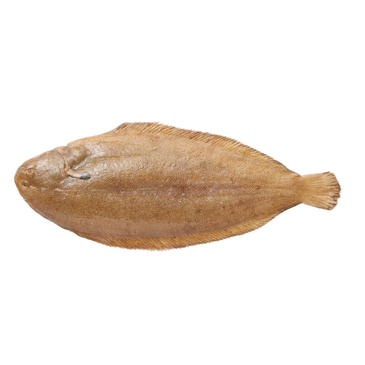 Fresh small medium sole size 200-300 g