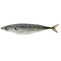 Fresh mackerel size 300-500 grams