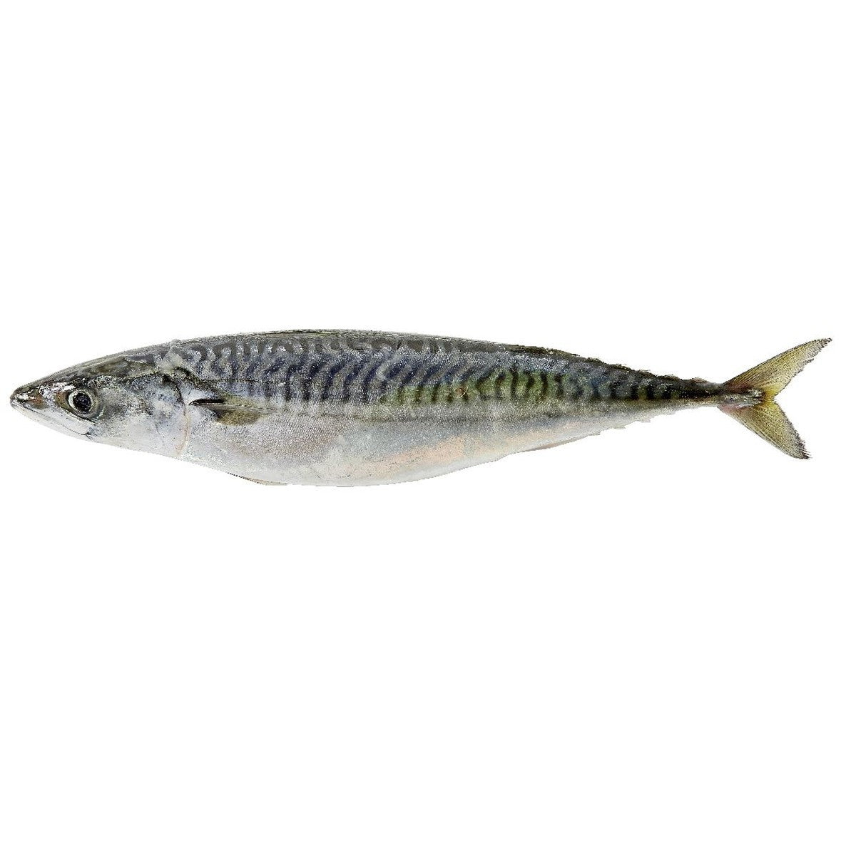 Fresh mackerel size 300-500 grams
