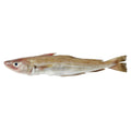 Fresh whiting size 200-300 grams
