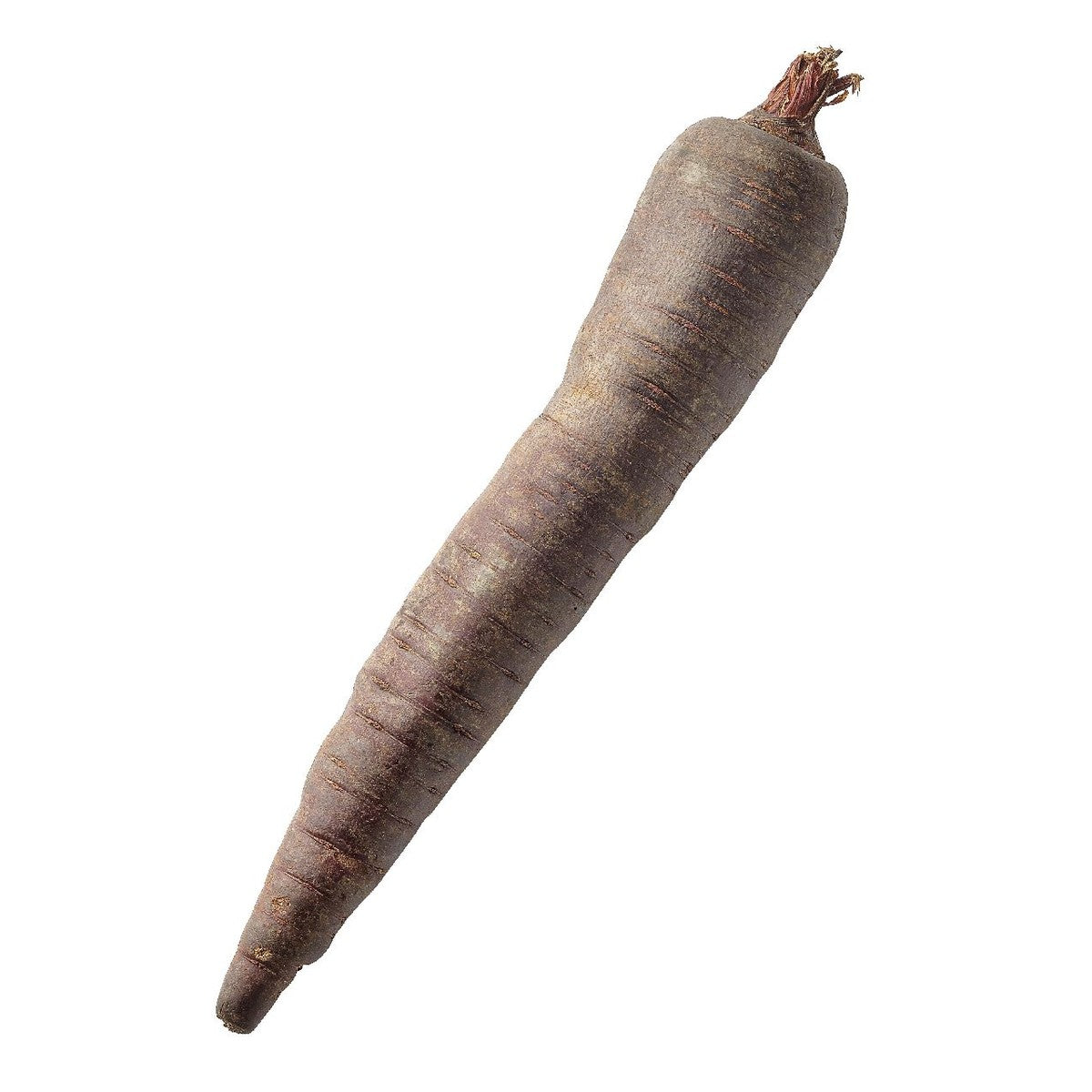 Winter carrot purple