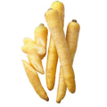 Winter carrot yellow