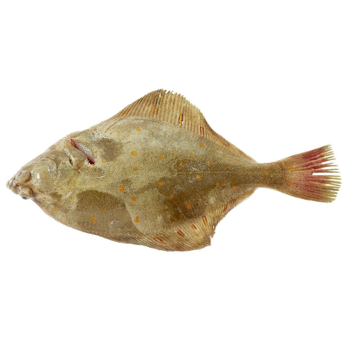 Fresh plaice, size 400-500 grams