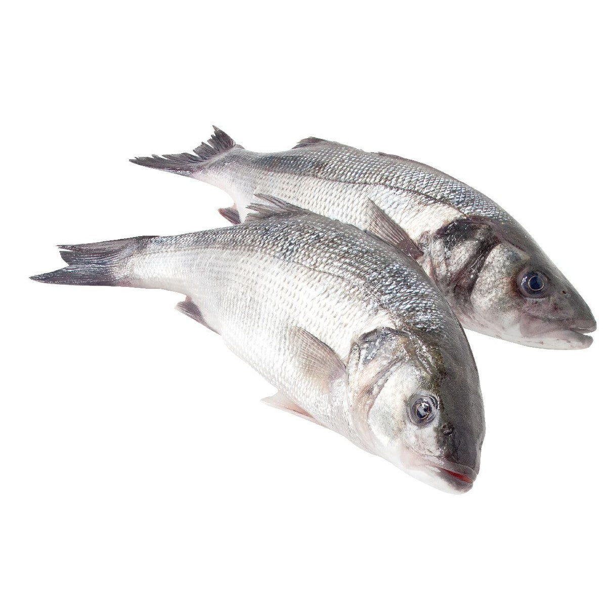 Sea bass breeding size 400-600 g