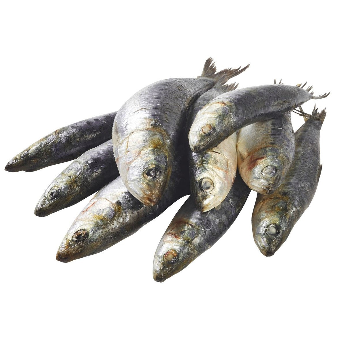 Sardines small