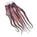 Heijer Pulpo tentacles 1 kg