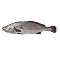 Corvina 700-1000 grams