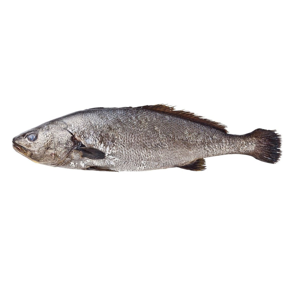 Corvina 700-1000 grams
