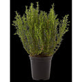 Organic herbs Thyme pot 40 g