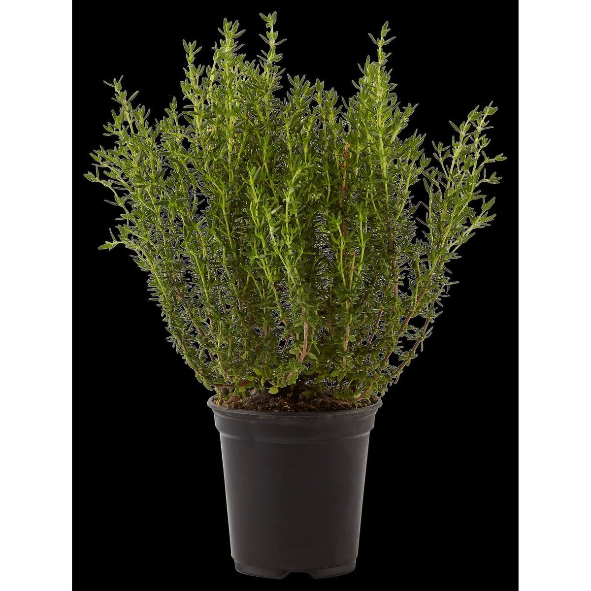 Organic herbs Thyme pot 40 g
