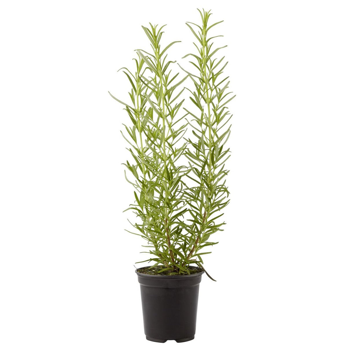 Organic herbs Rosemary pot 40 g
