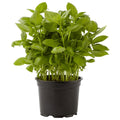 Organic herbs Basil pot 100 g