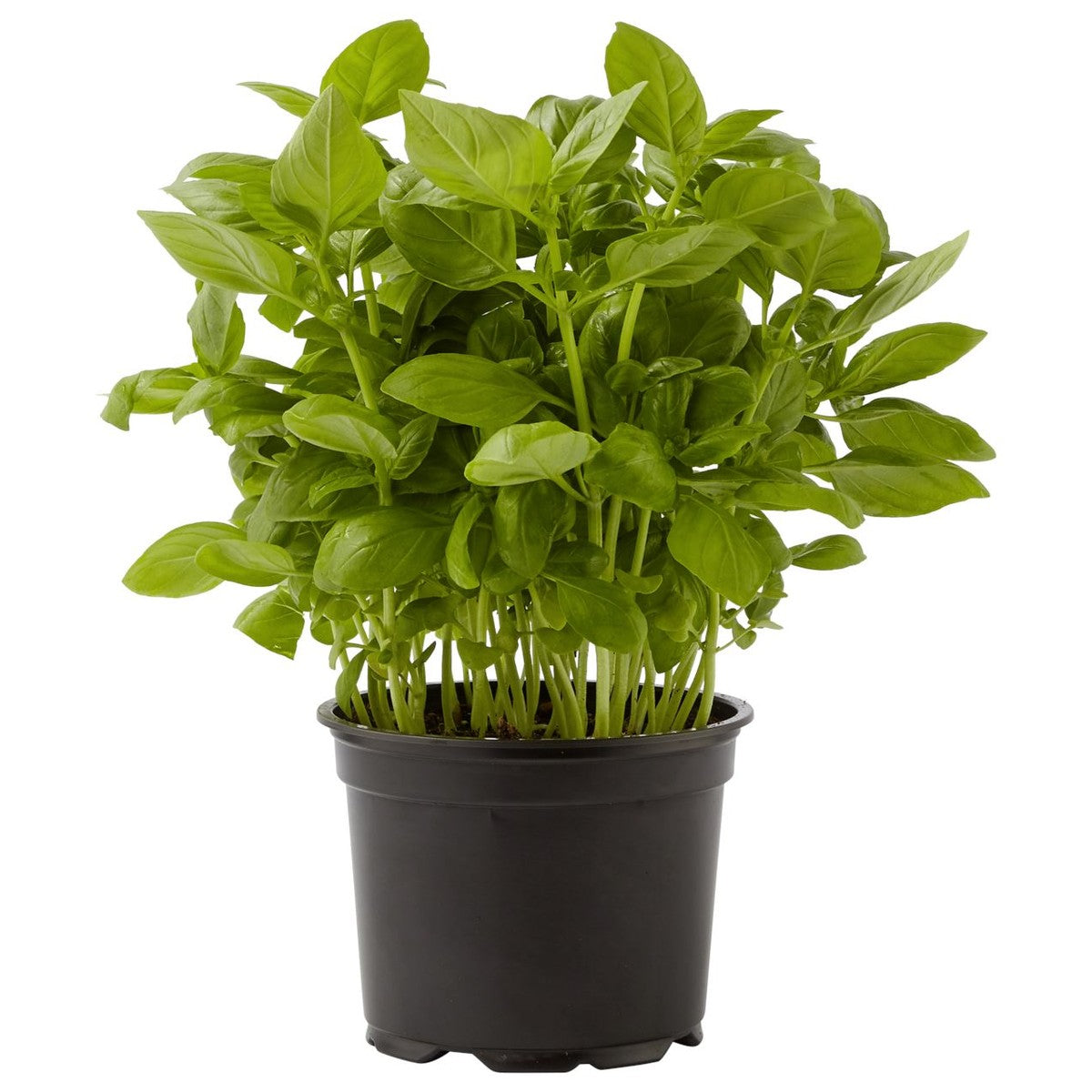 Organic herbs Basil pot 100 g