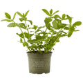 Organic herbs Mint pot 100 g