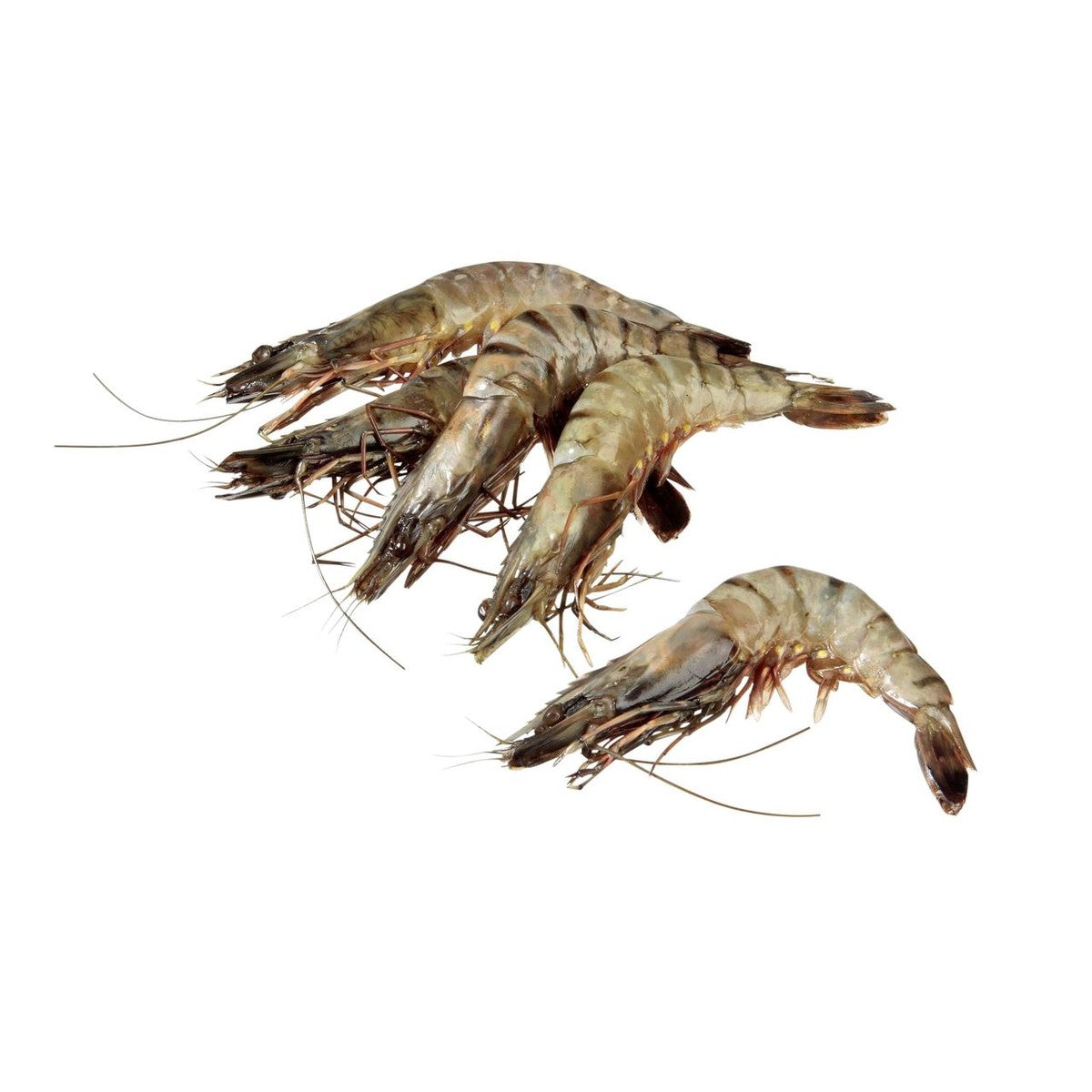 Raw Black Tiger shrimps with head and shell 30/40 800 g
