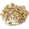 Beech mushroom brown 150 g