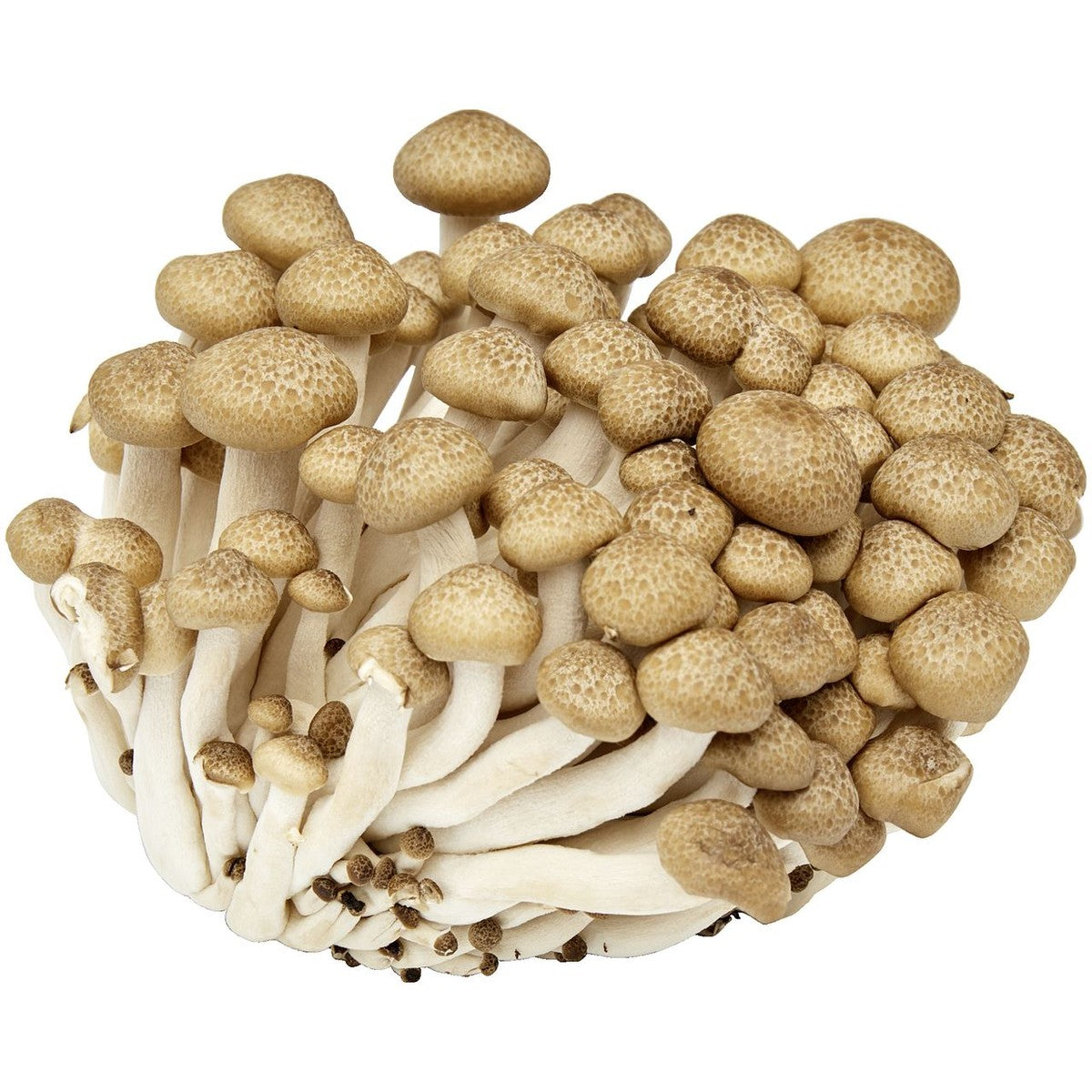 Beech mushroom brown 150 g