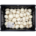 Mushroom Medium 2.5 kg *