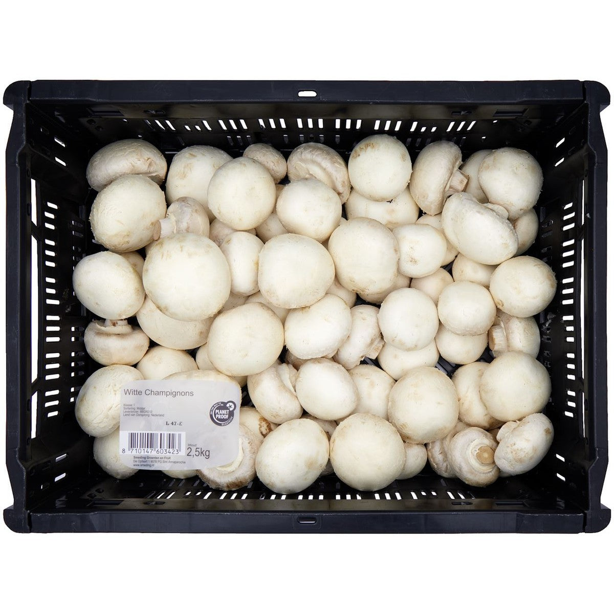 Mushroom Medium 2.5 kg *