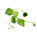 Koppert Cress Salad Pea *