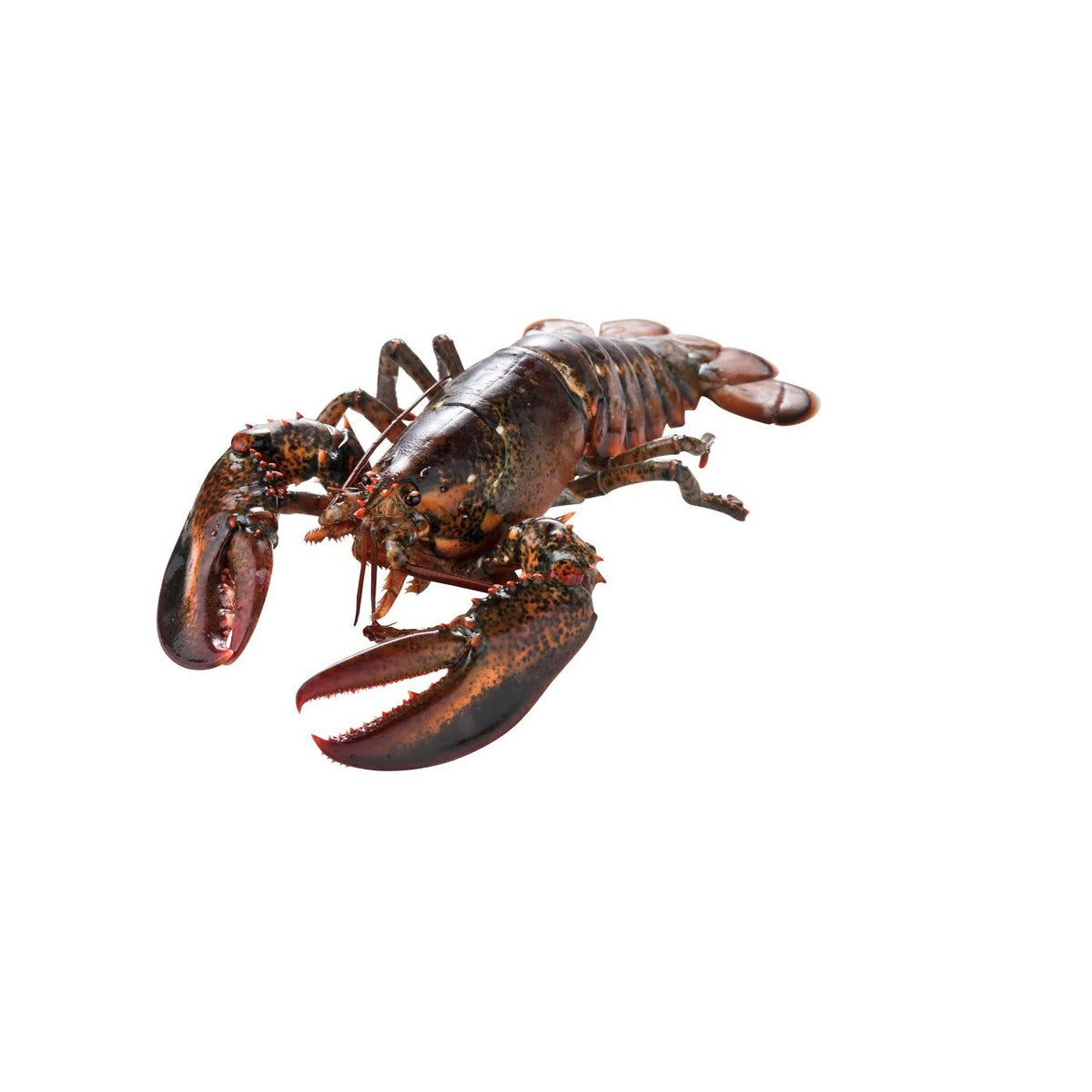 Live Lobster Chix 450-550 grams