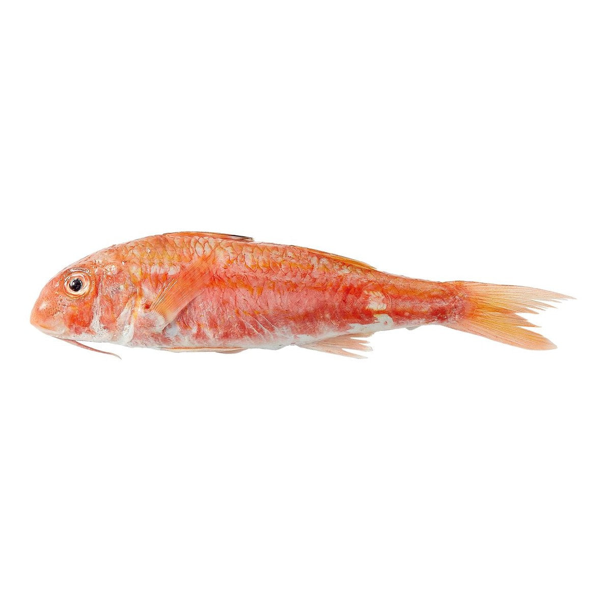 Den Heijer Fresh Red Mullet 3