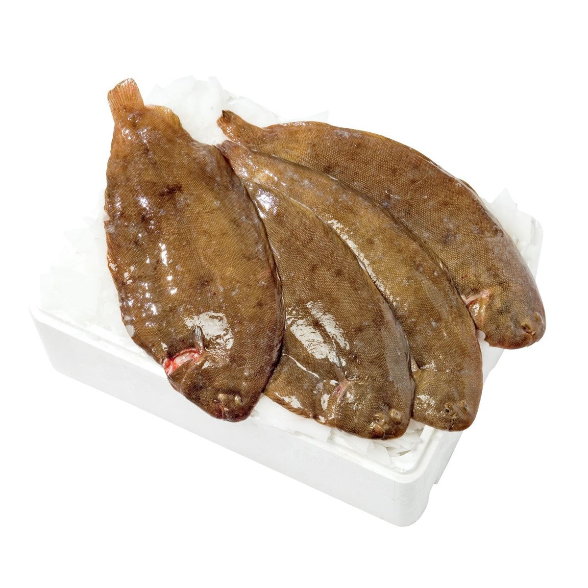 Breeding sole 500-600 g