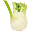 Fennel p/st