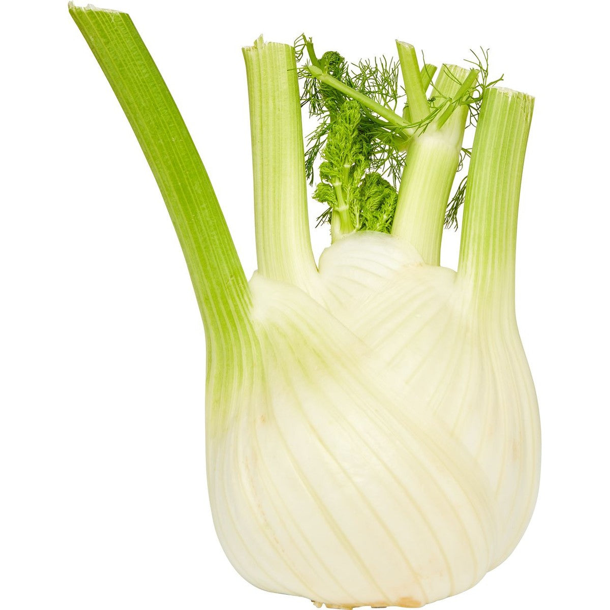 Fennel p/st