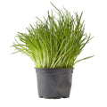 Organic herbs Chives pot 100 g