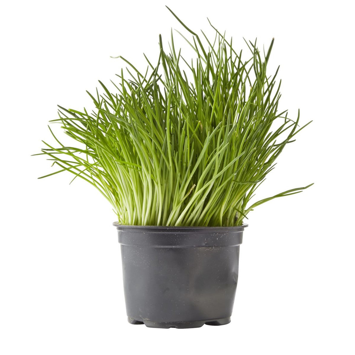 Organic herbs Chives pot 100 g