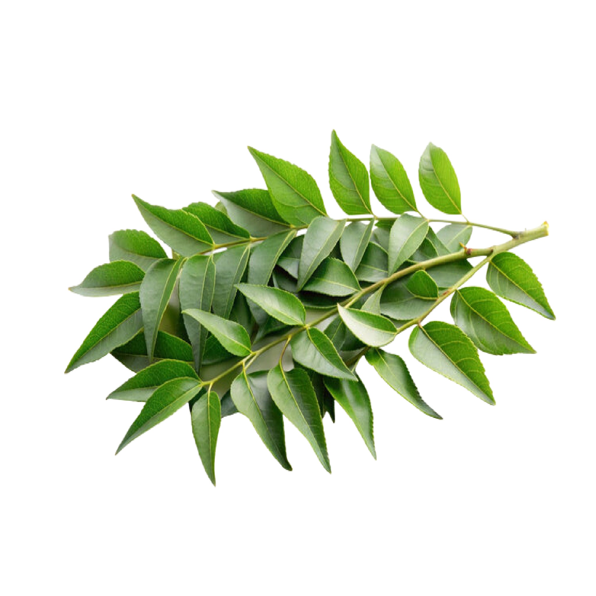 Curry Leaves - 25gms -Pre Order Now & Get it delivered from June 13 , 2026