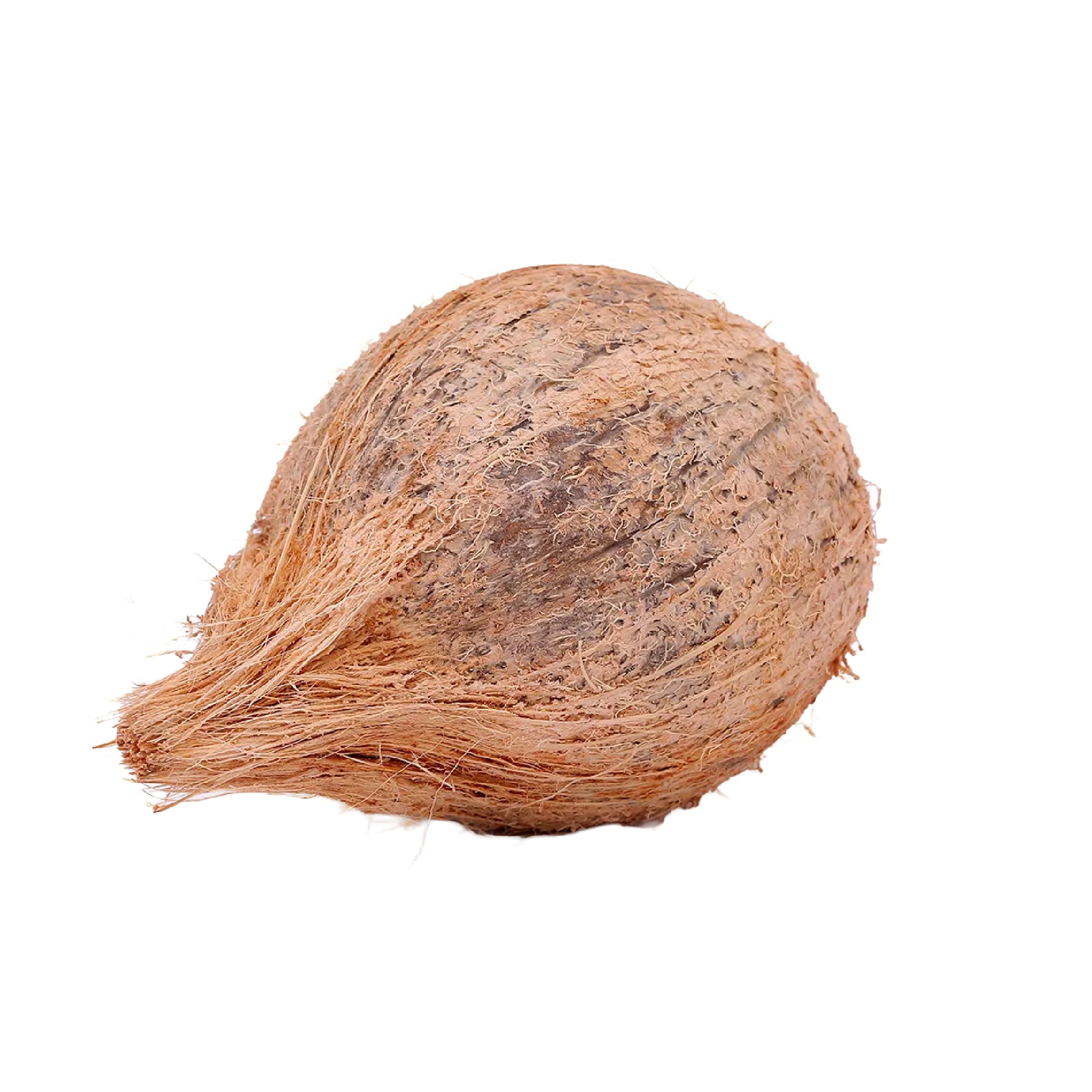 Fresh Pooja Coconut (Whole)