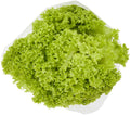 Lettuce Lollo Verte packaged *