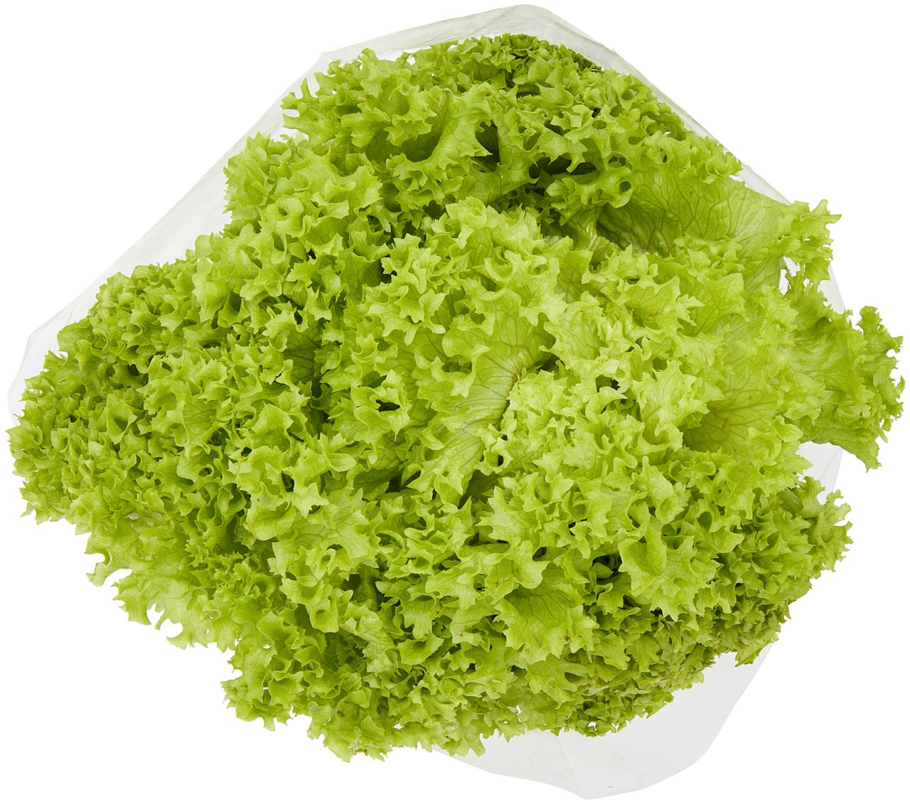 Lettuce Lollo Verte packaged *