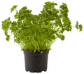  Organic herbs Parsley pot 100 g
