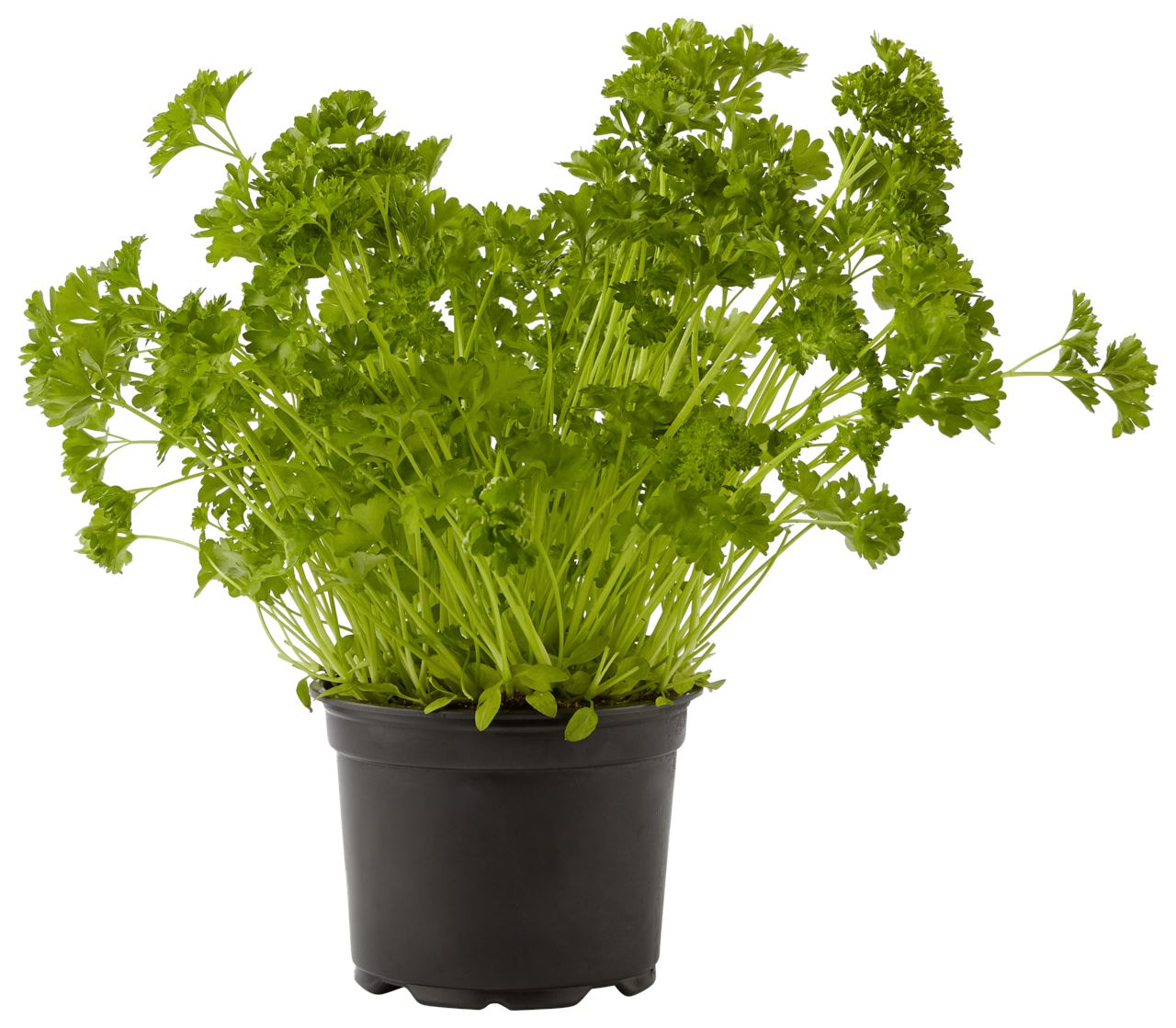  Organic herbs Parsley pot 100 g