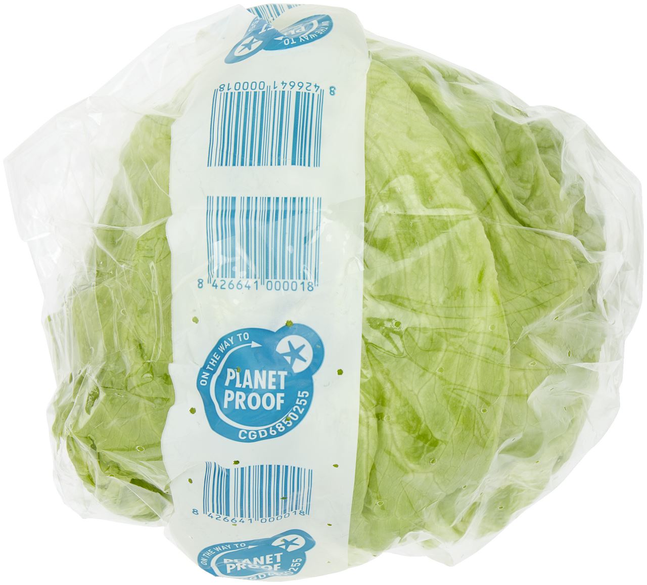 Iceberg Lettuce Head Packed *
