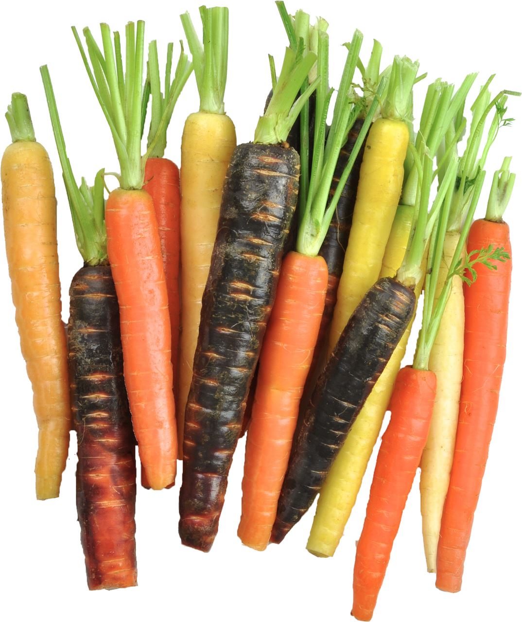Carrot bunch mixed 600 g