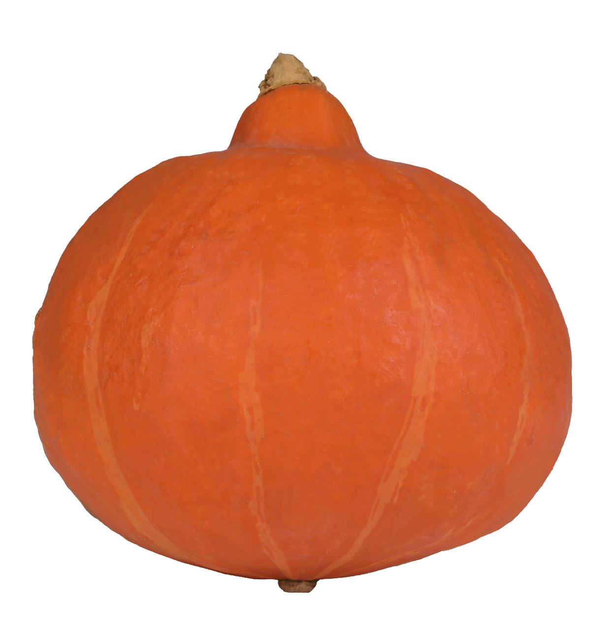 Pumpkin Orange